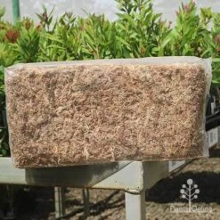 Sphagnum Moss 12L -GARDEN Shop apo sphagnum sun