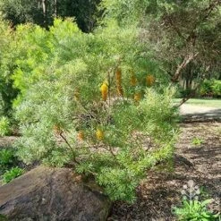 Banksia Spinulosa - Hairpin Banksia -GARDEN Shop apo spinulosa in winter
