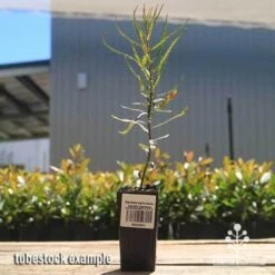 Banksia Spinulosa - Hairpin Banksia -GARDEN Shop apo spinulosa tubestock
