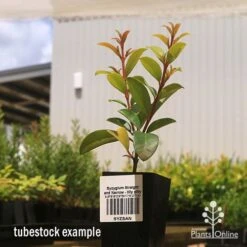 Syzygium Straight And Narrow - Lilly Pilly -GARDEN Shop apo straight and narrow tubestock