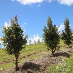 Syzygium Straight And Narrow - Lilly Pilly -GARDEN Shop apo straight narrow nursery planting