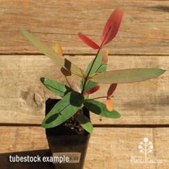 Eucalyptus Olida - Strawberry Gum -GARDEN Shop apo strawberry gum tubestock top