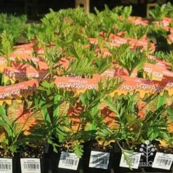 Grevillea Strawberry Pops -GARDEN Shop apo strawberry pops grrevillea tubestock branded