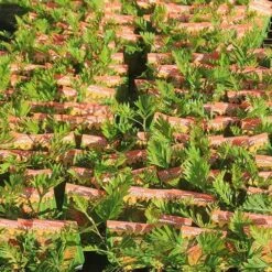 Grevillea Strawberry Pops -GARDEN Shop apo strawberry pops grrevillea tubestock labelled