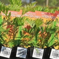 Grevillea Strawberry Pops -GARDEN Shop apo strawberry pops grrevillea tubestock labels