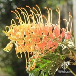 Grevillea Strawberry Pops -GARDEN Shop apo strawberry pops july