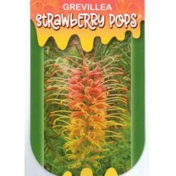 Grevillea Strawberry Pops -GARDEN Shop apo strawberry pops label