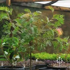 Grevillea Strawberry Pops -GARDEN Shop apo strawberry pops motherstock pot