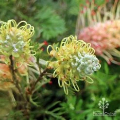 Grevillea Strawberry Sundae -GARDEN Shop apo strawberry sundae flowerbuds