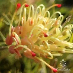 Grevillea Strawberry Sundae -GARDEN Shop apo strawberry sundae grevillea sun