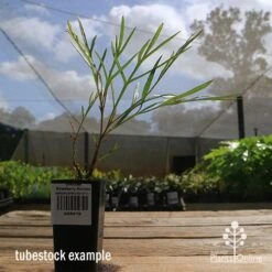 Grevillea Strawberry Sundae -GARDEN Shop apo strawberry sundae tubestock side