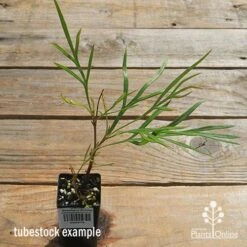 Grevillea Strawberry Sundae -GARDEN Shop apo strawberry sundae tubestock top