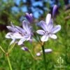 Agapanthus Streamline -GARDEN Shop apo streamline agapanthus flowers