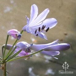 Agapanthus Streamline 23 Agapanthus Streamline -GARDEN Shop apo streamline backlit flower