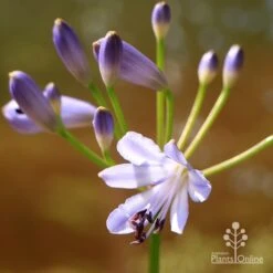 Agapanthus Streamline 19 Agapanthus Streamline -GARDEN Shop apo streamline flower closeup