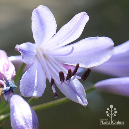 Agapanthus Streamline 11 Agapanthus Streamline - Image 11