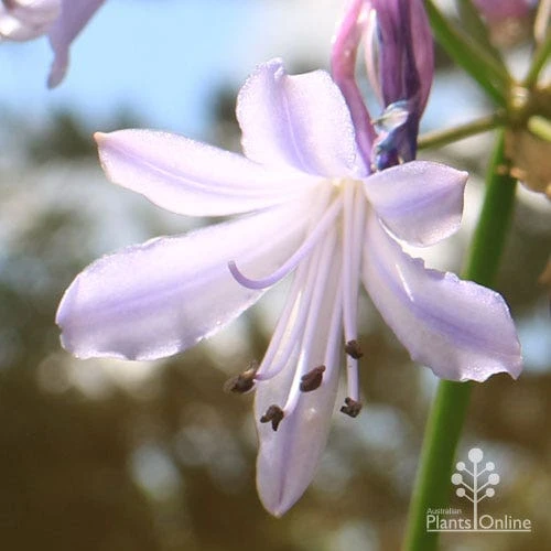 Agapanthus Streamline 14 Agapanthus Streamline - Image 14