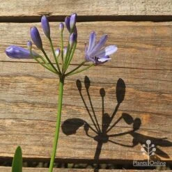 Agapanthus Streamline 27 Agapanthus Streamline -GARDEN Shop apo streamline flower shadow