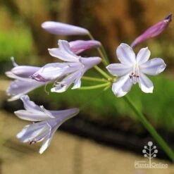 Agapanthus Streamline 20 Agapanthus Streamline -GARDEN Shop apo streamline november sun