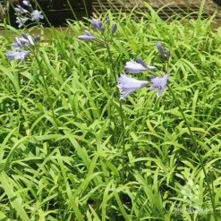 Agapanthus Streamline 29 Agapanthus Streamline -GARDEN Shop apo streamline plants