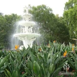 Strelitzia Reginae - Bird Of Paradise -GARDEN Shop apo strelitzia carlton gardens