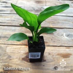 Strelitzia Reginae - Bird Of Paradise -GARDEN Shop apo strelitzia tubestock top