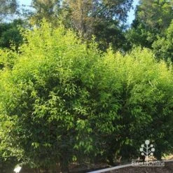 Acmena Sublime 15 Acmena Sublime -GARDEN Shop apo sublime hedge nursery