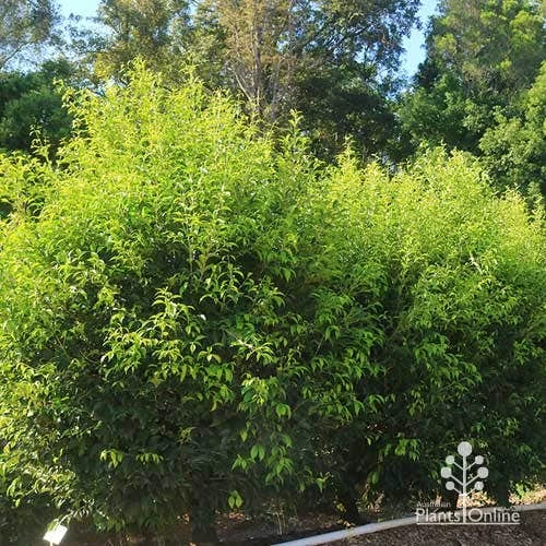 Acmena Sublime 8 Acmena Sublime - Image 8