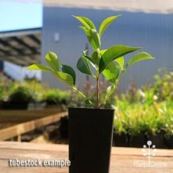 Acmena Sublime 14 Acmena Sublime -GARDEN Shop apo sublime tubestock smaller