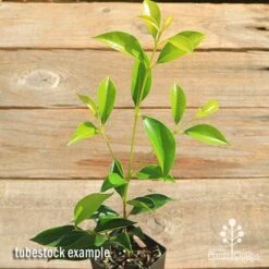 Acmena Sublime 11 Acmena Sublime -GARDEN Shop apo sublime tubestock top