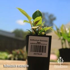 Anthurium Success Red -GARDEN Shop apo success red anthurium tubestock small