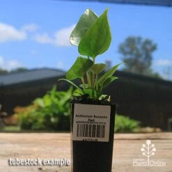 Anthurium Success Red -GARDEN Shop apo success red tubestock