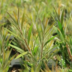 Callistemon Summer Days™ -GARDEN Shop apo summer days callistemon foliage