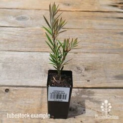 Callistemon Summer Days™ -GARDEN Shop apo summer days tubestock bigger