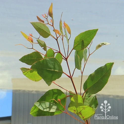 Eucalyptus Summer Scentsation - Flowering Gum 3 Eucalyptus Summer Scentsation - Flowering Gum - Image 3