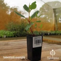 Eucalyptus Summer Scentsation - Flowering Gum 10 Eucalyptus Summer Scentsation - Flowering Gum -GARDEN Shop apo summer scentsation gum tubestock