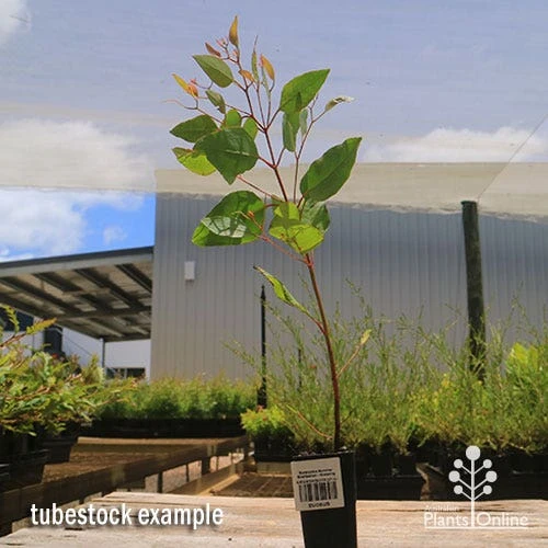 Eucalyptus Summer Scentsation - Flowering Gum 4 Eucalyptus Summer Scentsation - Flowering Gum - Image 4