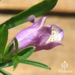 Eremophila Summertime Blue - Emu Bush 12 Eremophila Summertime Blue - Emu Bush -GARDEN Shop apo summertime blue eremophila flower