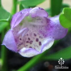 Eremophila Summertime Blue - Emu Bush 15 Eremophila Summertime Blue - Emu Bush -GARDEN Shop apo summertime blue eremophila flower macro
