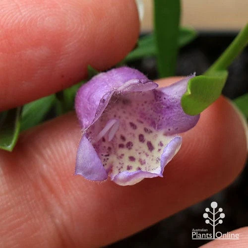 Eremophila Summertime Blue - Emu Bush 6 Eremophila Summertime Blue - Emu Bush - Image 6