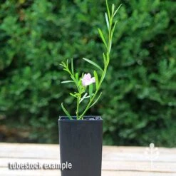 Eremophila Summertime Blue - Emu Bush 14 Eremophila Summertime Blue - Emu Bush -GARDEN Shop apo summertime blue eremophila tubestock