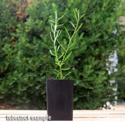 Eremophila Summertime Blue - Emu Bush 10 Eremophila Summertime Blue - Emu Bush -GARDEN Shop apo summertime blue eremophila tubestock2