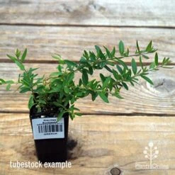 Grevillea Sunkissed -GARDEN Shop apo sunkissed tubestock