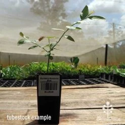 Blueberry Sunshine Blue 20 Blueberry Sunshine Blue -GARDEN Shop apo sunshine blue tubestock side