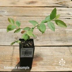 Blueberry Sunshine Blue 14 Blueberry Sunshine Blue -GARDEN Shop apo sunshine blue tubestock top