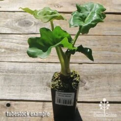 Philodendron Super Atom 25 Philodendron Super Atom -GARDEN Shop apo super atom tubestock chunky top 1