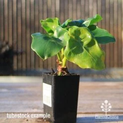 Philodendron Super Atom 20 Philodendron Super Atom -GARDEN Shop apo super atom tubestock front