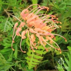 Grevillea Superb 10 Grevillea Superb -GARDEN Shop apo superb grevillea