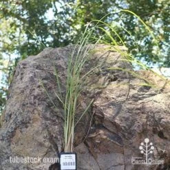 Pennisetum Alopecuroides - Swamp Fountain Grass -GARDEN Shop apo swamp grass tubestock new