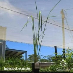 Pennisetum Alopecuroides - Swamp Fountain Grass -GARDEN Shop apo swamp grass tubestock tall